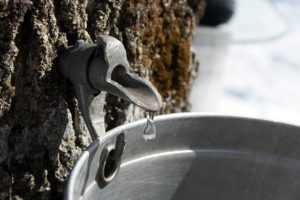 Maple Sugaring in White Mountains of New Hampshire