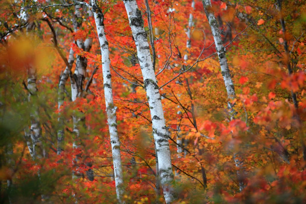 10 Things to do in the White Mountains This Fall