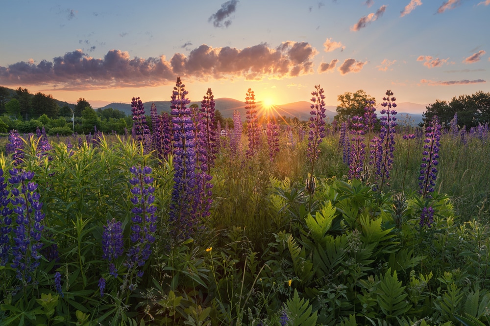 As the weather heats up, seeing beautiful fields of Lupine will be one of the best things to do in the White Mountains
